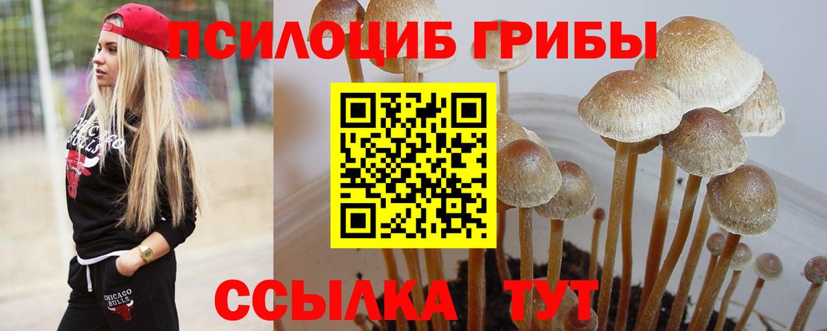 Псилоцибиновые грибы Cubensis Ступино